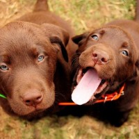 new puppy checklist, new puppy, puppy