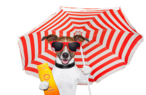 keep your pet cool with an umbrella and sunscreen
