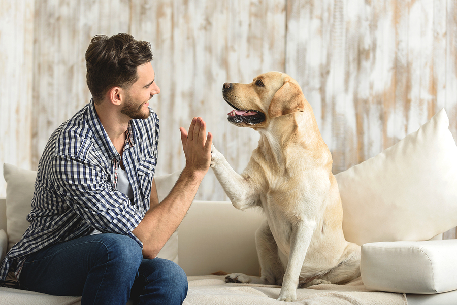 8 Imperatives to Prepare for a Pet Sitter - Fetch! Pet Care