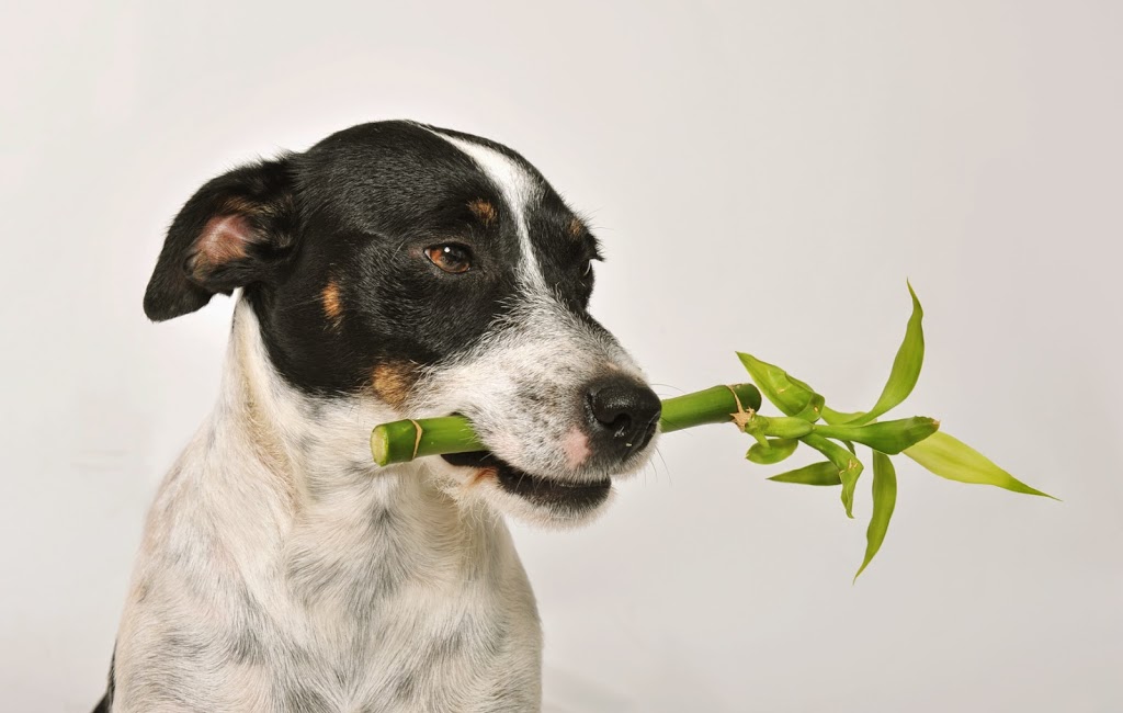 Surprising Home Remedies for Your Doggie Family Members - Fetch! Pet Care