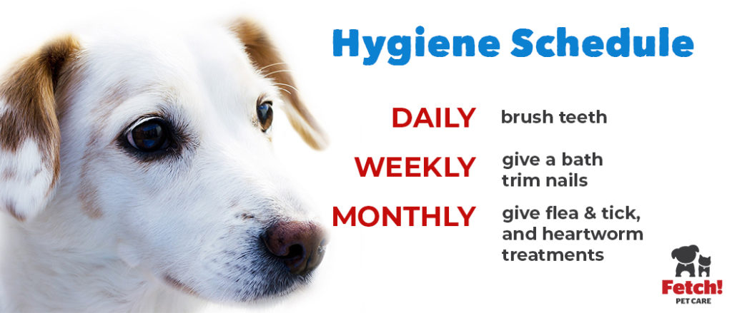 Pet Hygiene Schedule