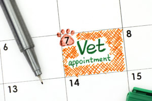 Get a yearly checkup for your pet