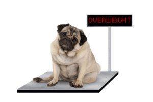 Overweight pets have increased health risks