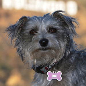 Should Small Dogs Eat Rawhide Should Small Dogs Eat Rawhide