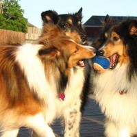 Three dogs. One tennis ball. You do the math.