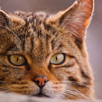 Tambako The Jaguar