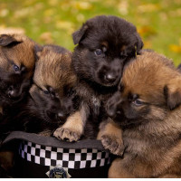 West Midlands Police