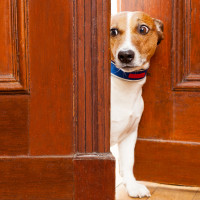 Nosy Dog At The Door