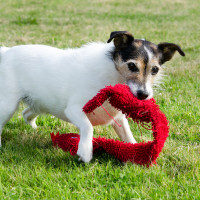 Dog Playing With Toy