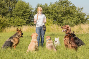 Dog Trainer Teaching Dogs