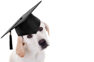 Graduation Graduate Dog