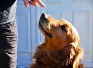 Guilty Golden Retriever Dog Portrait