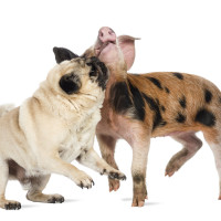 pug, pug video