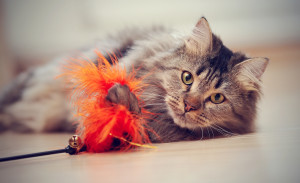 The Fluffy Cat Plays With A Toy.