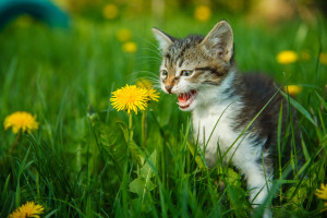 black and white kitten meowing cat cries sitting in green grass