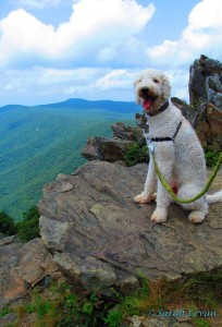 Via Amber Gohardorgohome Knickman: "Hey ladies! My name is Brody and in the summer I like to go on hikes with my mom. I hiked all the way to the top of this mountain...no big deal!"