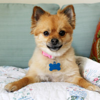 apartment dog