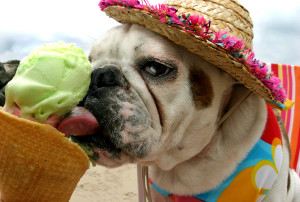 Bulldog licking  an ice cream cone
