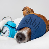 dog dreaming