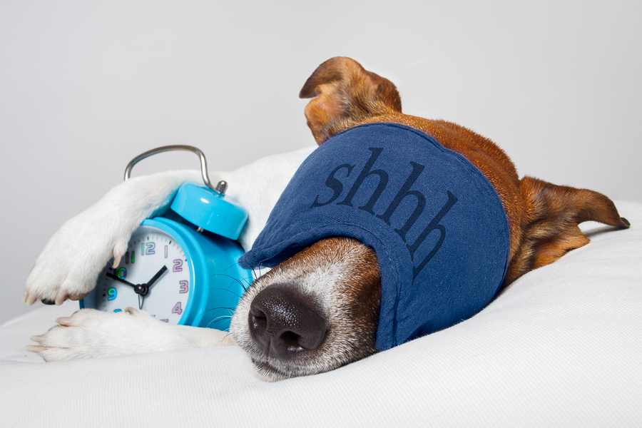 Factors influencing the meaning of dog dreams
