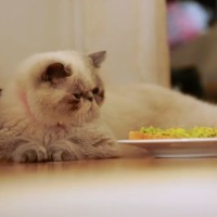 ray the cat