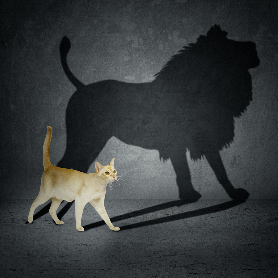 bigstock-Cat-With-Lion-Shadow-70190419.jpg