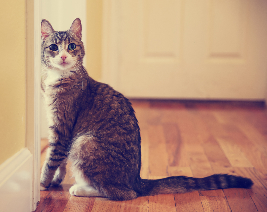 Cat Sitting Vs. Boarding - Fetch! Pet Care