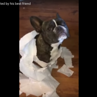 dog video