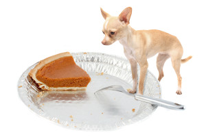 can dogs eat turkey