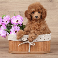 Hypoallergenic Dogs