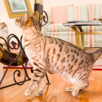 funny pet video