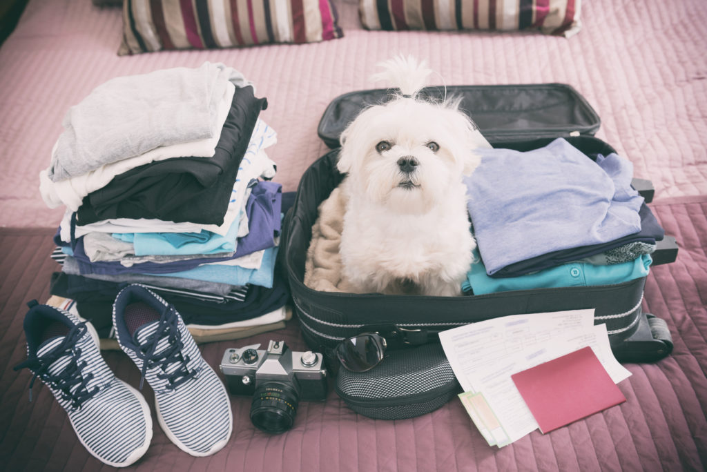 White dog in packed suit case