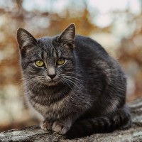 feral cat