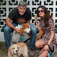 pet adoption