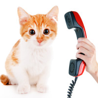 cat language