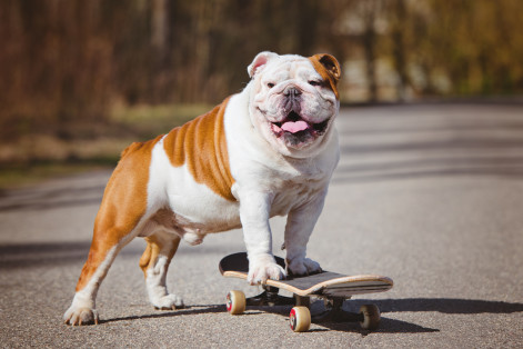 oldest bulldog