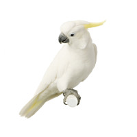 parrot games