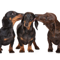 dachshund dogs
