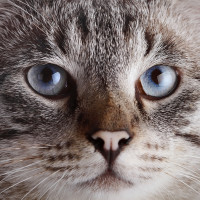 Your Guide to Caturday by Fetch! Pet Care