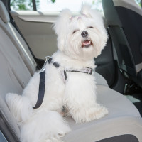 Dog harness safety warning from Fetch! Pet Care