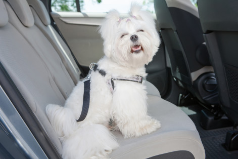 Dog harness safety warning from Fetch! Pet Care