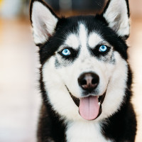 Dog Kennel Vs. Husky in Fetch! Pet Care Video Of the Week