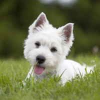 Petplan and Fetch! Pet Care Join Paws to Protect Pets