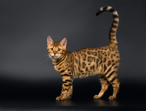 Cat breeds - Bengal