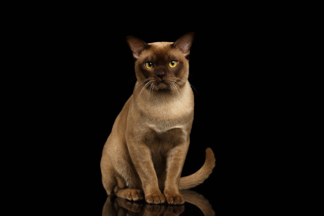 Cat breeds - Burmese