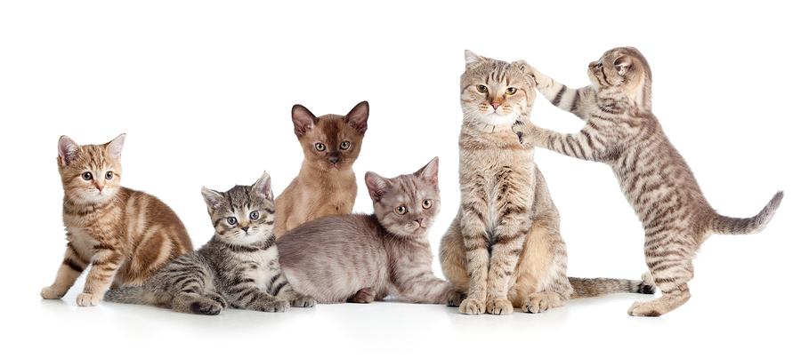 5 extraordinarily cute cat