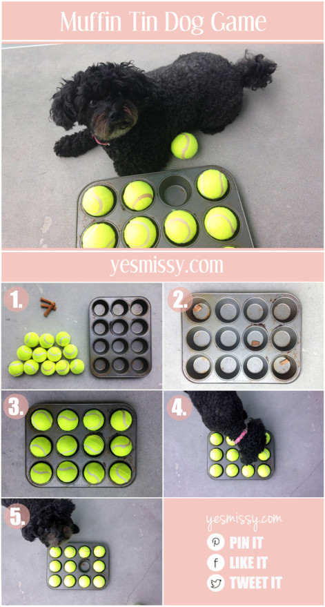 DIY Dog Toys and Treats - Find the Treat Game