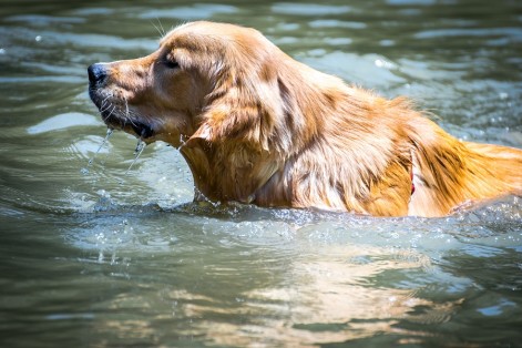 Watch a dog fish on the Fetch! Pet Care video of the week!