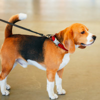 Fetch! Pet Care Spills the Beans on Dog Walker Secrets!