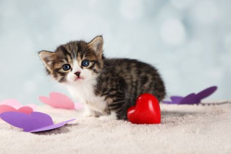 3 of 8 reasons to adopt a pet this Valentine's Day!